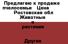 Предлагаю к продаже  пчелосемьи › Цена ­ 3 500 - Ростовская обл. Животные и растения » Другие животные   . Ростовская обл.